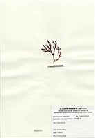 藏品(臺灣盾果藻)的圖片